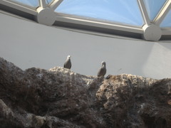 Gray Gull